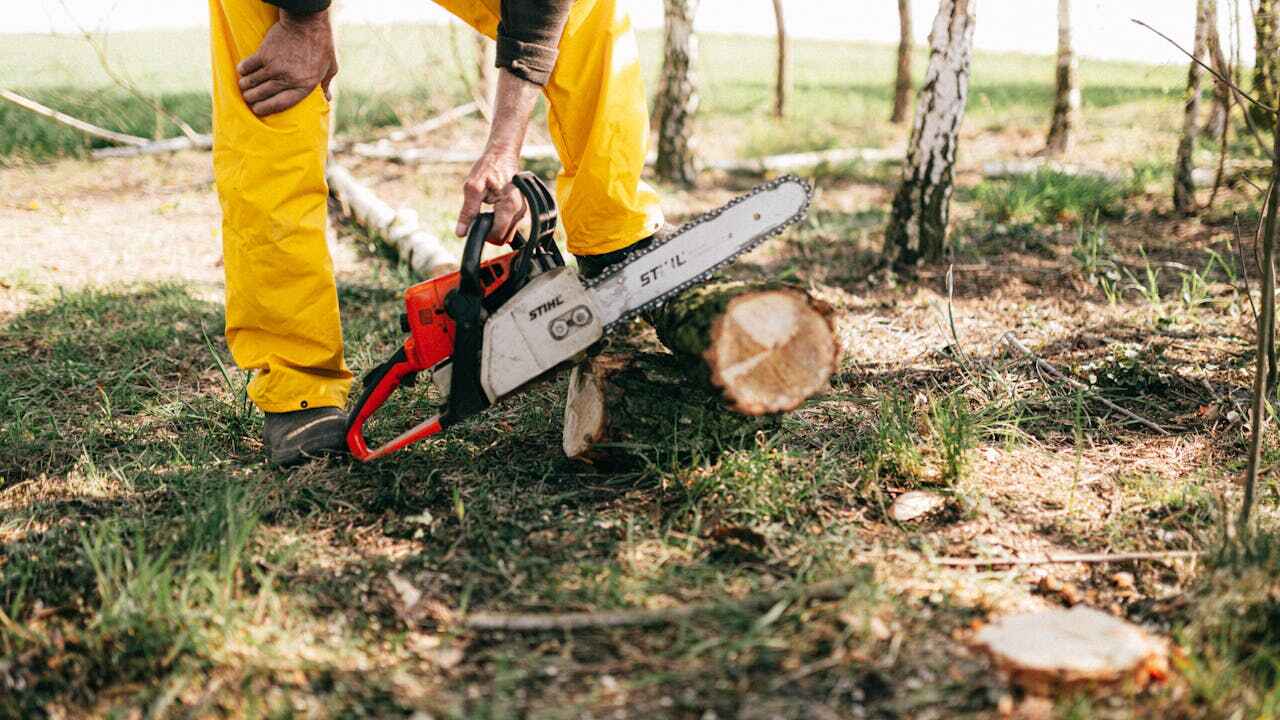 The Steps Involved in Our Tree Care Process in Rosharon, TX